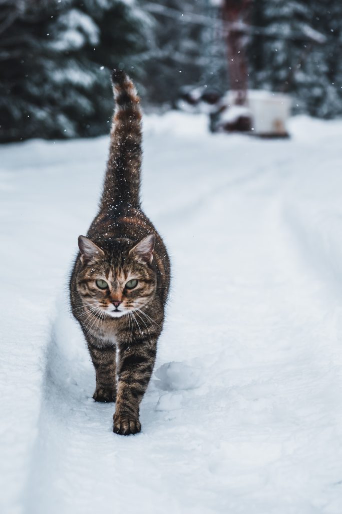 te-koud-kat